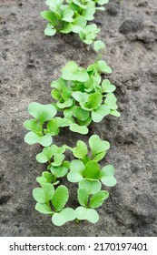 Top View Of Green Radish Seedlings Sprouting