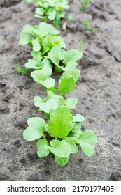 Top View Of Green Radish Seedlings Sprouting