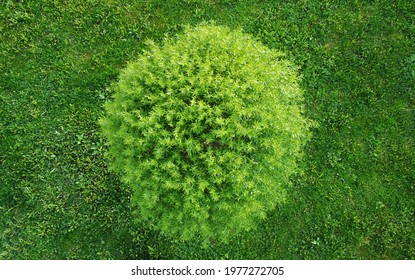 Top View Of Green Round Tree And Green Lawn In Summer