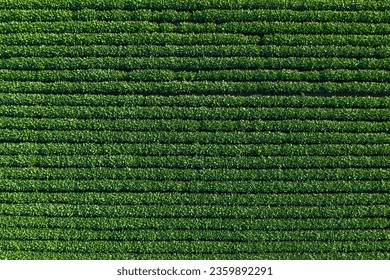 Top view of green soybean plantation field from drone pov, aerial shot - Powered by Shutterstock