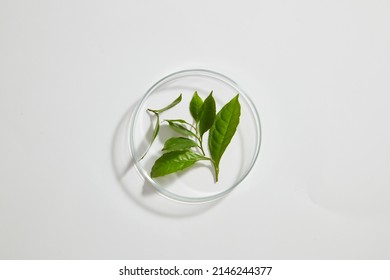 Top view of green tea extract decorated in petri dish and laboratory equipment in white background  - Shutterstock ID 2146244377