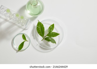 Top view of green tea extract decorated in petri dish and laboratory equipment in white background  - Shutterstock ID 2146244429