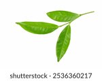 Top view of Green tea leaf isolated on white background