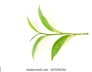 Top View Of Green Tea Leaf Isolated On White Background