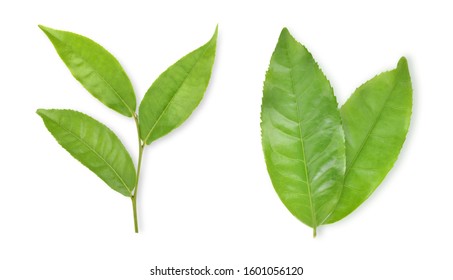 Top view of Green tea leaf isolated on white background