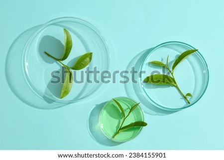 Top view of green tea leaves decorated in a petri dish on a pastel blue background. The EGCG ingredient in green tea extract has the main function of anti-oxidation and treating inflammation.