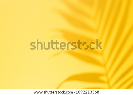 Top view of green tropical leaf Monstera shadow on yellow background. Flat lay. Summer concept with palm tree leaf, copyspace