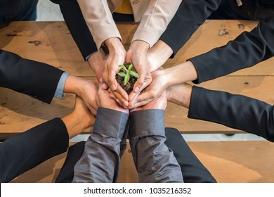 Top view group of business people holding to support the little tree with their hands. The concept team of ecology and saving the world.  - Shutterstock ID 1035216352