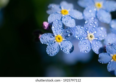 Top view of group of tiny wet after rain flowers of forget-me-not. Myosotis sylvatica petals with water doplets on sunlight 