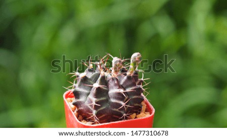 Top view Gymnocalycium cactus with Bokeh background