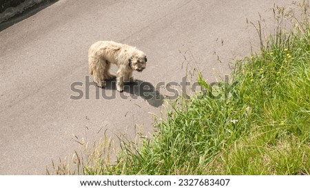 Top view of hairy dog in a road 