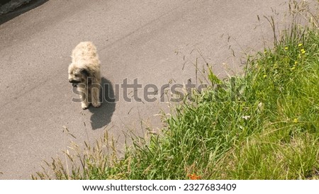 Top view of hairy dog in a road 