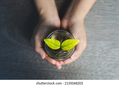 Top View Hand Of Business Woman Holding Golden Coin On Hands With Green Plant Leaves Growth Up. Money Saving, Business Financial Growth, Economy Budget And Investment Concept.