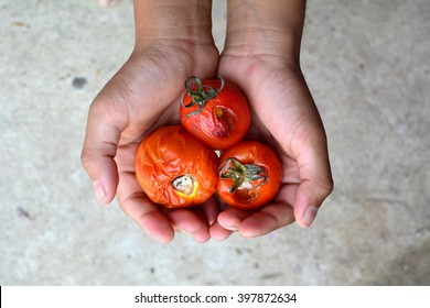 Tomatoes rotten List of