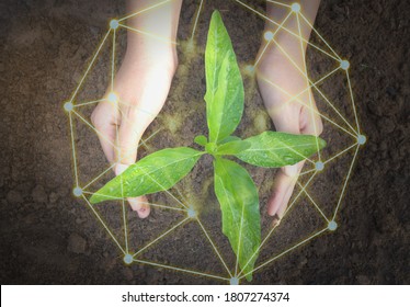 The top view of the hand holding the seedling shows natural environmental friendliness, protection and conservation. - Shutterstock ID 1807274374
