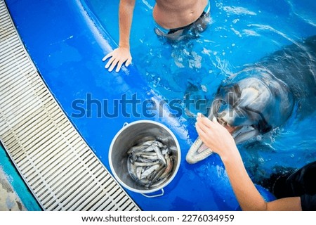 Top view hands feed dolphin with fish from bucket by swimming pool in Batumi Dolphinarium.Georgia