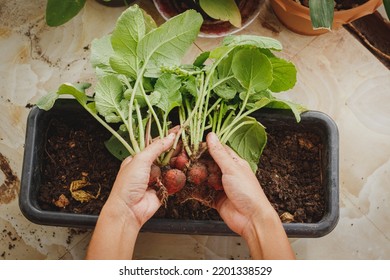 Top view of hands harvesting red radish planted in pots at a balcony urban garden showing sustainable living
