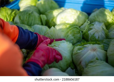 Top View Of Hands Picking Lettuce From A Bin In A Farm . Australia Farm Worker