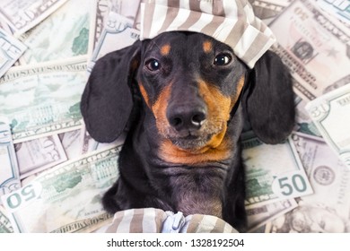 Top View Of A Happy Dog ​​breed Dachshund, Black And Tan, Lies On A Pile Of Counterfeit Money Dollars In A Criminal Costume