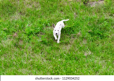 Top View Of Happy Jack Russel Dog Running In Park