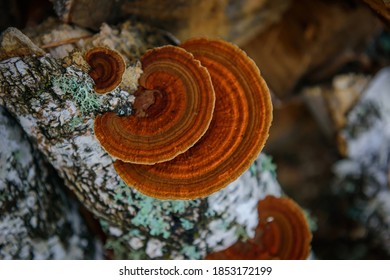 Top view healing chaga mushroom on old birch trunk close up. Red parasite mushroom growth on tree. Bokeh background.