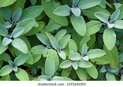 Top View Of Healthy Organic Kitchen Sage Plant Growing In Garden On Sunny Morning, From Above.