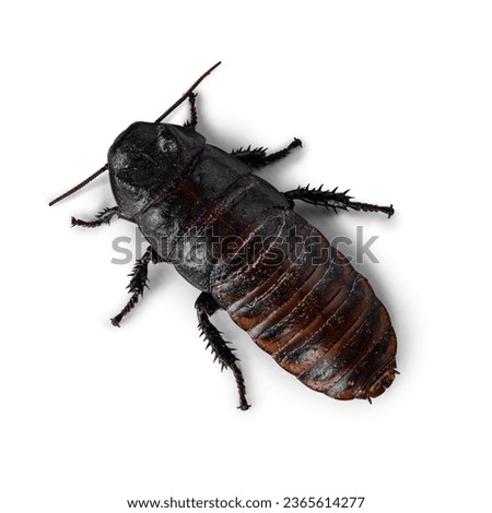 Top view of hissing cockroach aka Gromphadorhina portentosa. Isolated on a white background.