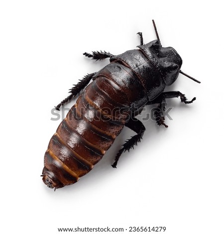 Top view of hissing cockroach aka Gromphadorhina portentosa. Isolated on a white background.