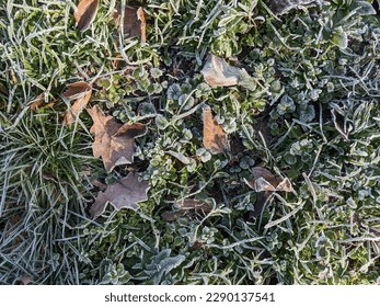 Top view of hoarfrost grass with leaves