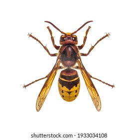 Top view of a Hornet, Vespa Crabro, isolated on white