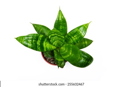 Top View For House Plant On White Background