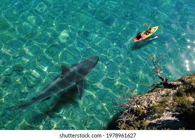 Top view of huge great white shark swimming next to sea canoe. Two tourists doing kayaking on crystal clear calm water with dangerous fish approaching from behind.