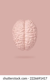 Top view of the human brain model isolated on pink background close up. The concept of neurosurgery, health care