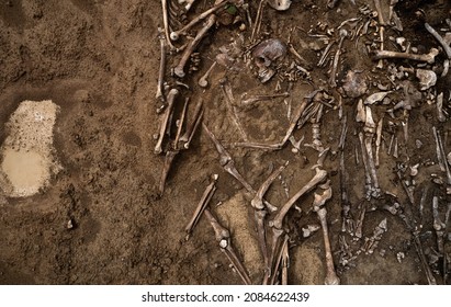 Top view of human remains in the ground. War crime scene. Site of a mass shooting of people. Human remains bones of skeleton, skulls . Human remains of victims of the Nazis