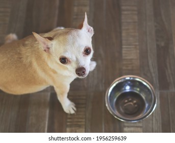 Top View Of Hungry Chihuahua Dog Sitting With Empty Dog Food Bowl, Looking Up Asking For More Food.