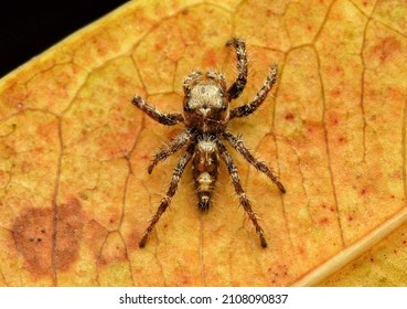 Top View Hyllus Semicupreus Male Spider Stock Photo 2108090837 ...