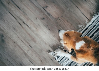 Top-Bild von Sad Beagle Hund friedlich schlafen auf gestreifter Matte auf Laminatboden. Haustiere im gemütlichen Bild des Hauses
