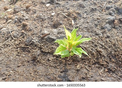 Top view image of a small cockscomb tree recently planted at the public garden in the sun.