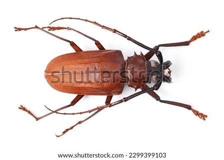 Top view, insect and titan beetle on a white background in studio for wildlife, zoology and natural ecosystem. Animal mockup, nature and closeup of creature for environment, entomology study and pest