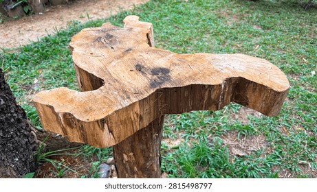Top View of an Irregular Tree Stump Showing Growth Rings