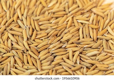 1,179 Paddy Top Close Up View Images, Stock Photos & Vectors | Shutterstock