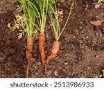 Top view of just picked carrots on the ground. The carrots have been damaged by the carrot psyllid (Trioza apicalis).