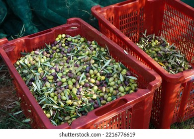   top view of just picked olives in a red plastic box                                            - Powered by Shutterstock