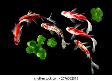 Top View Koi Fish Schooling Swimming On Black Background