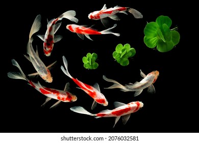 Top View Koi Fish Schooling Swimming On Black Background