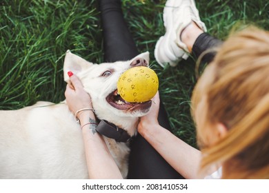 Top View Of A Labrador Playing With His Mistress In The Park While Holding A Yellow Ball In His Mouth. Labrador Retriever. Morning In Park