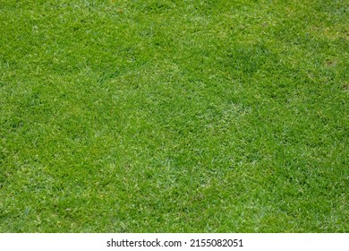 Top View Of A Large Area Covered With Completely Green Natural Grass, For A Soccer Field Or Tennis Court.