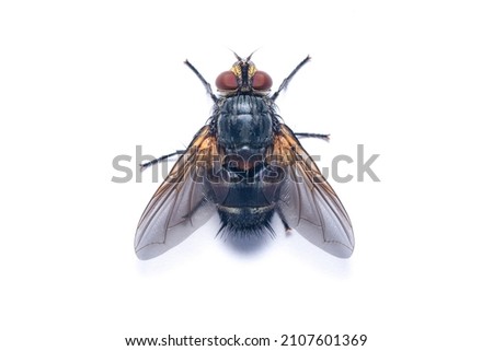 Top view large of Housefly isolated on white background