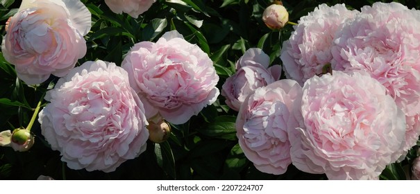 Top View Of A Large Pink Peony Bush. 