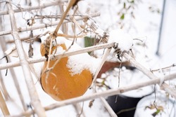 Top View Large Seminole Pumpkin Butternut Squash Covered In Snow On Handmade Hammocks Ties To Bamboo Trellis Support At Backyard Garden In Dallas, Texas, USA, Winter Harvest Background. Seasonal